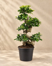 Ficus Ginseng (Ficus microcarpa 'Ginseng') van 70 cm hoog in kweekpot van 27 cm