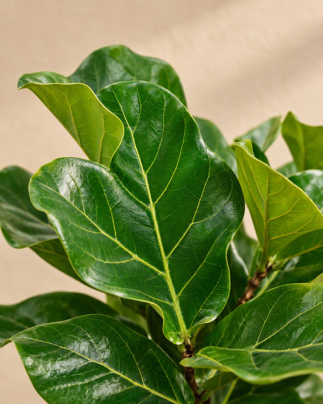 Gros plan sur les feuilles de Ficus lyrata