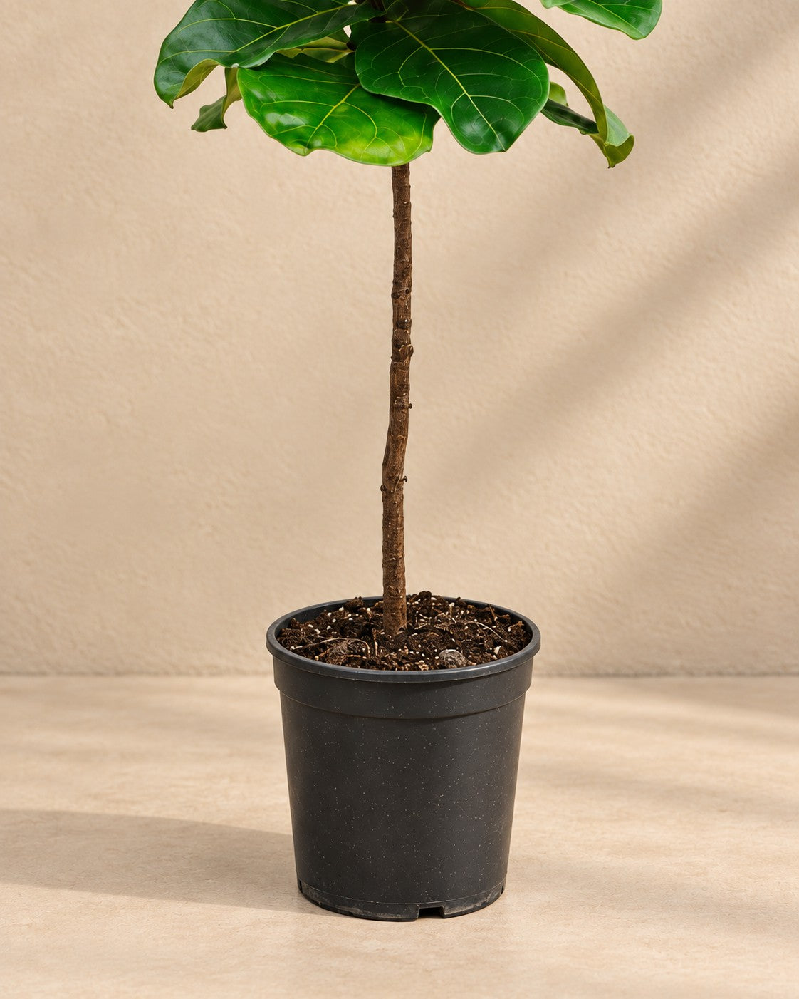 Partie basse de Ficus lyrata avec son pot de culture