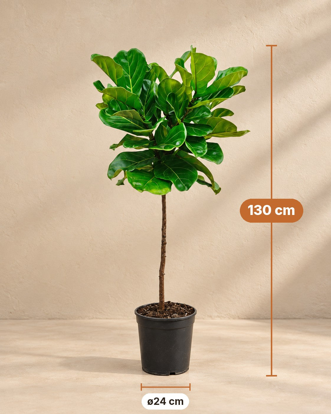Dimensions Ficus lyrata : 130 cm de haut, pot ø24 cm