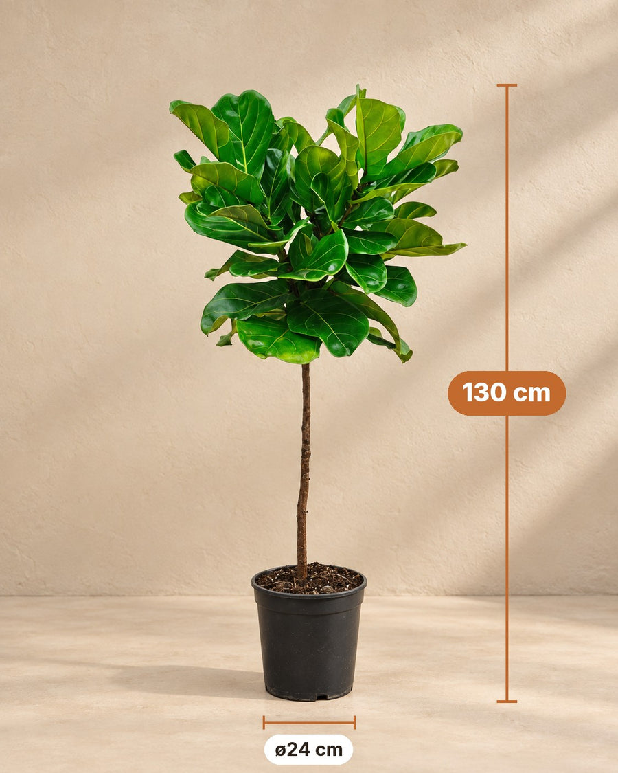 Ficus lyrata (ficus à feuilles de violon) tronc de 130 cm de haut, pot ø24 cm
