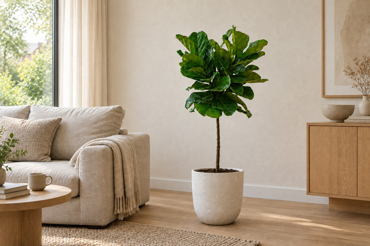 Ficus lyrata, 130 cm, dans cache-pot Elho Jazz Round wit dans un salon lumineux