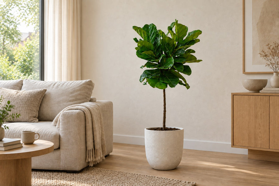 Ficus lyrata (ficus à feuilles de violon) tronc de 130 cm de haut, pot ø24 cm