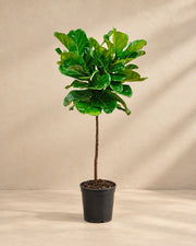 Ficus lyrata, 130 cm de haut en pot de culture de 24 cm
