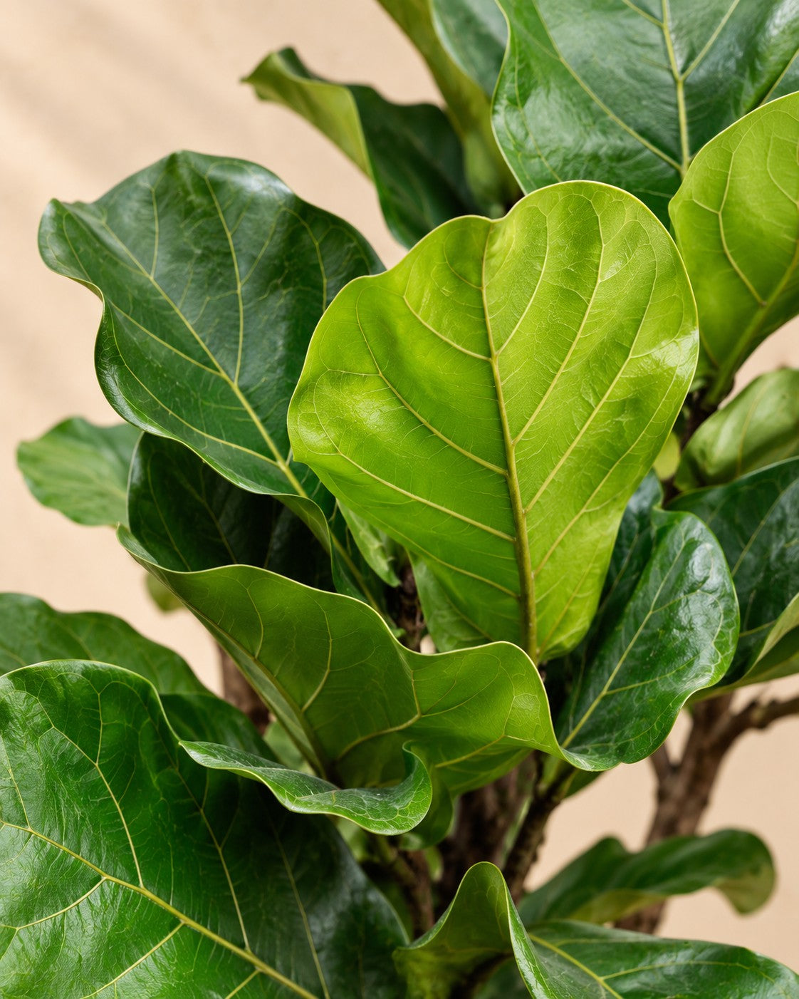 Close-up van het blad van de Ficus lyrata