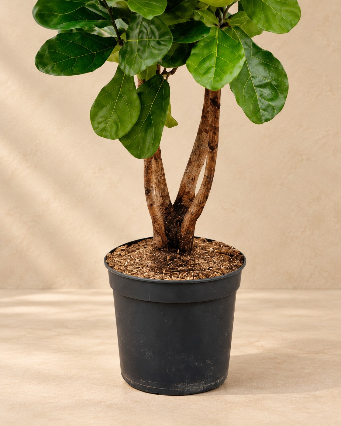 Unterer Teil der Ficus lyrata mit dem Anzuchttopf