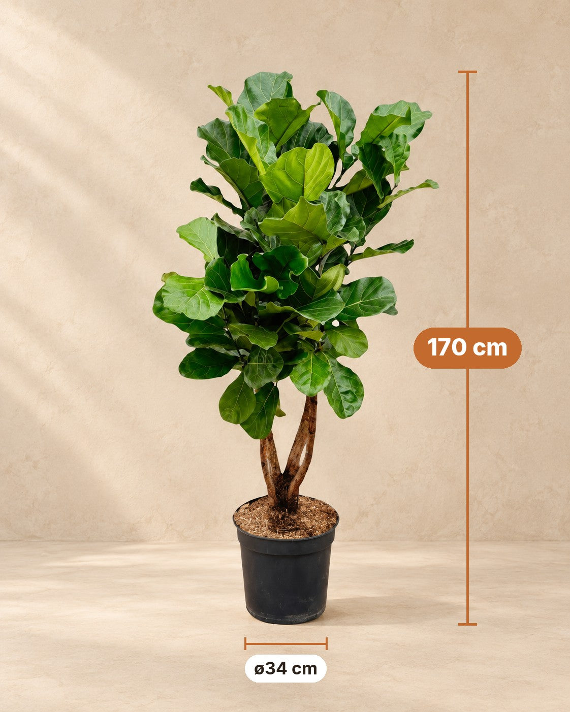 Maße Ficus lyrata: 170 cm hoch, Topf ø34 cm