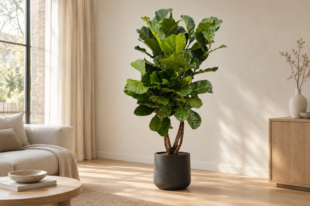 Ficus lyrata, 170 cm, in Übertopf Patt Black Washed in einem hellen Wohnzimmer
