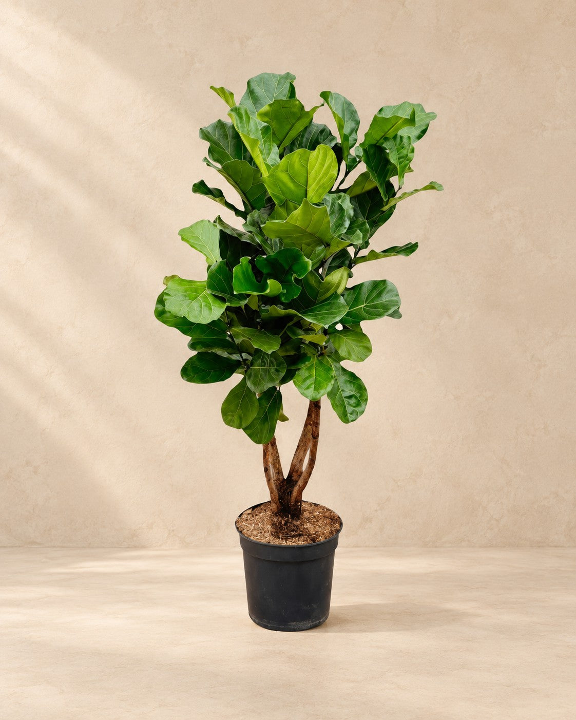 Ficus lyrata van 170 cm hoog in kweekpot van 34 cm