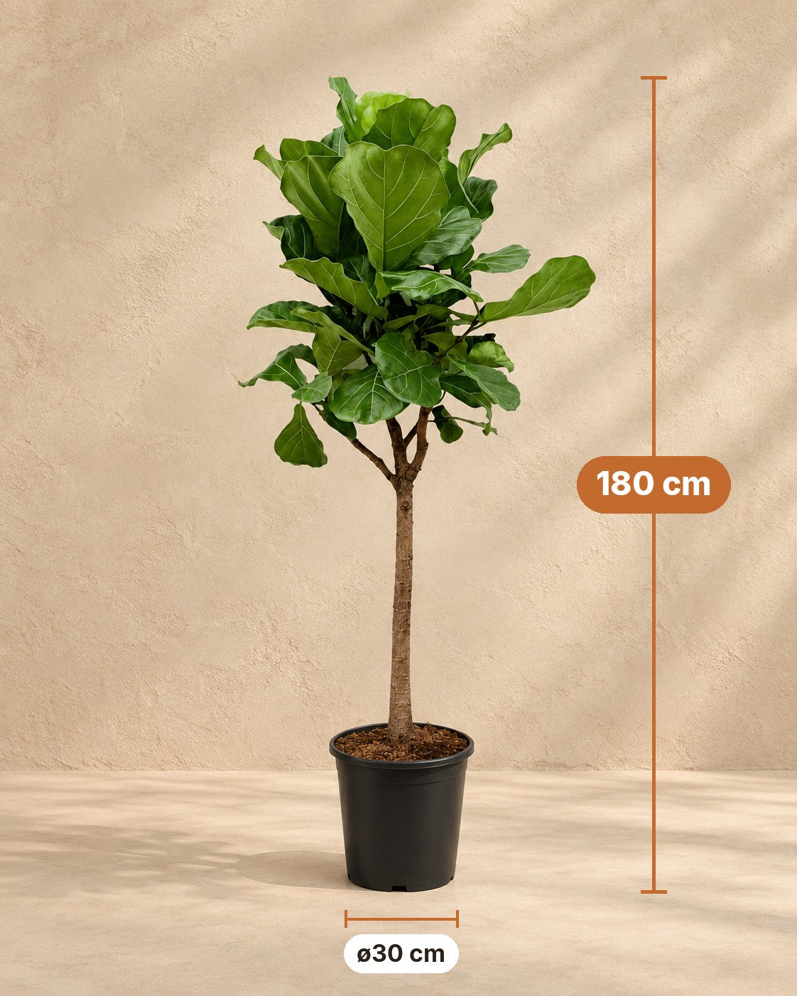 Dimensioni Ficus lyrata: altezza 180 cm, vaso ø30 cm