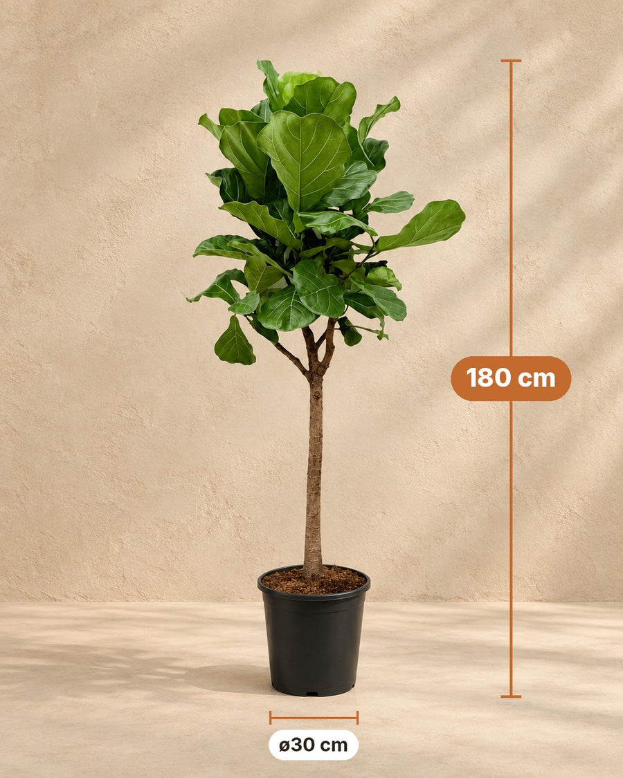 Ficus lyrata (ficus lira) 170 cm di altezza, vaso ø30 cm