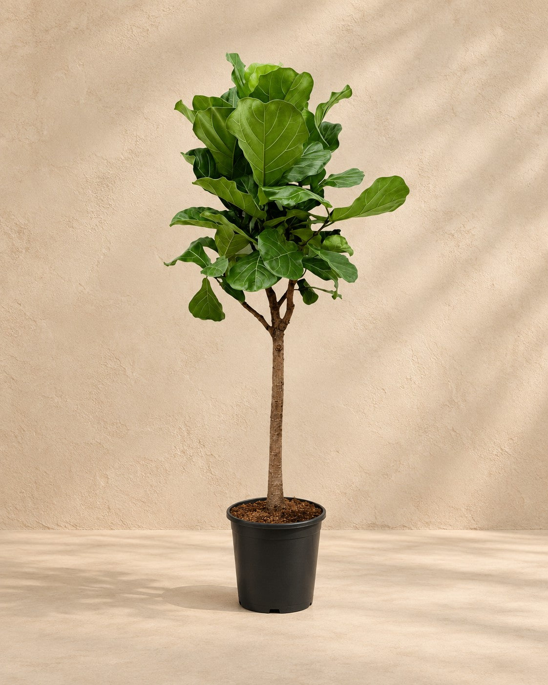 Ficus lyrata, alta 180 cm in vaso di coltivazione da 30 cm