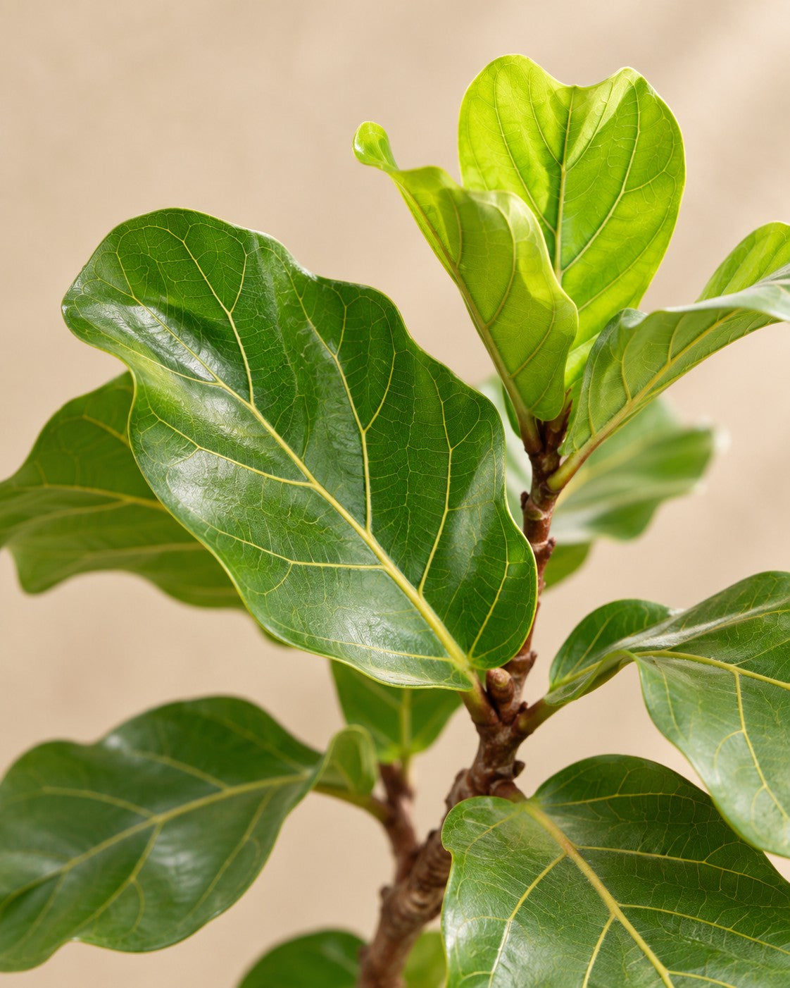 Gros plan sur les feuilles de Ficus lyrata