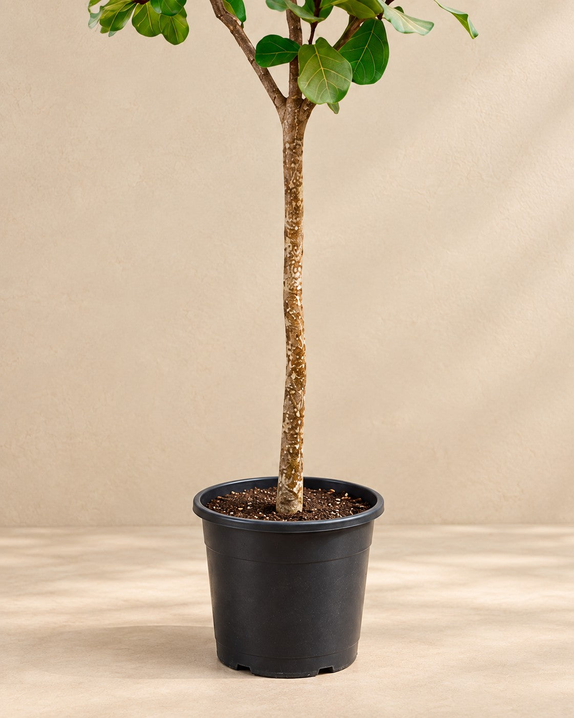 Partie basse de Ficus lyrata avec son pot de culture