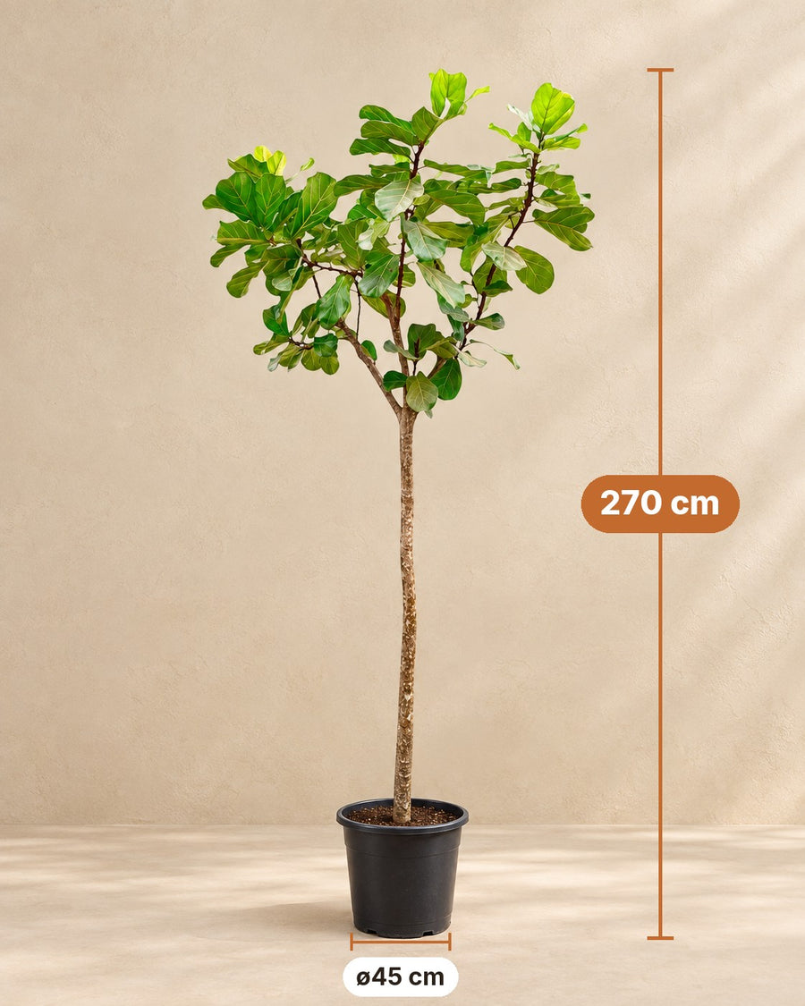 Ficus lyrata (ficus à feuilles de violon) 270 cm de haut, pot ø45 cm