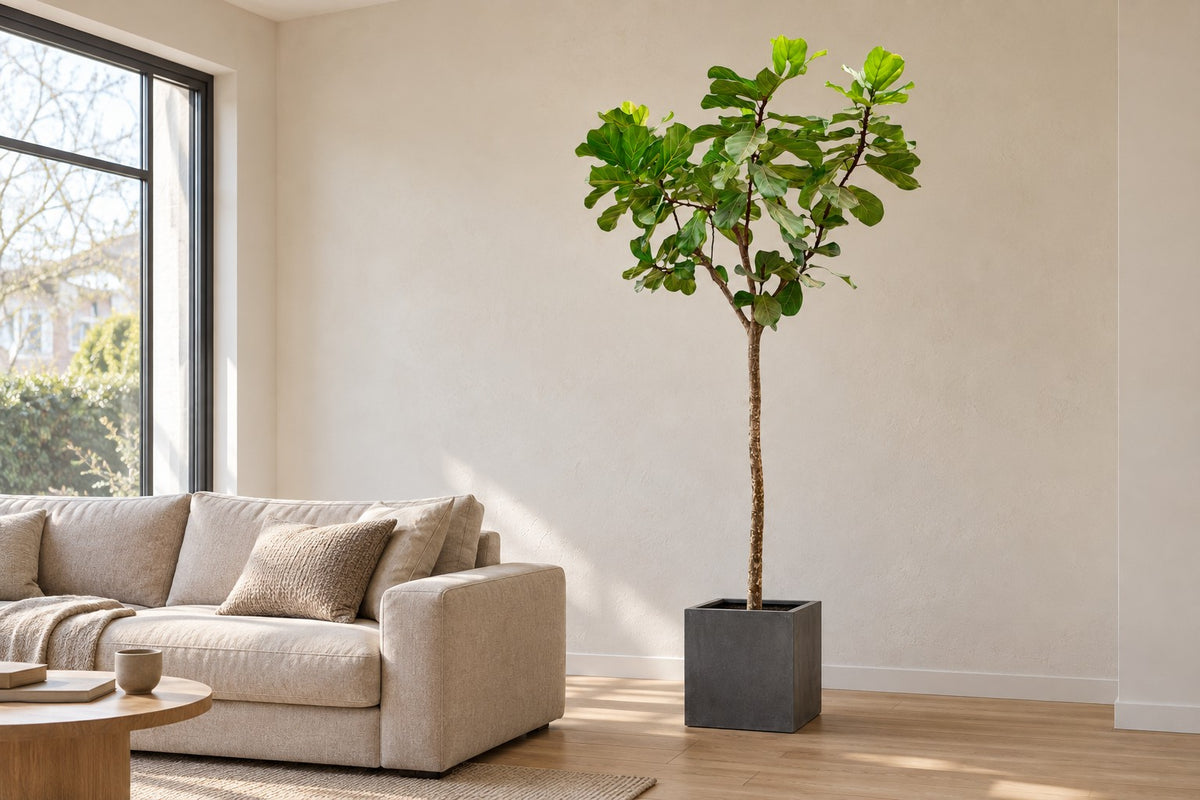 Ficus lyrata van 270 cm in sierpot Block Grey in een lichte woonkamer