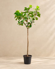 Ficus lyrata, 270 cm de haut en pot de culture de 45 cm