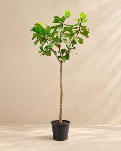 Ficus lyrata, 270 cm de haut en pot de culture de 45 cm