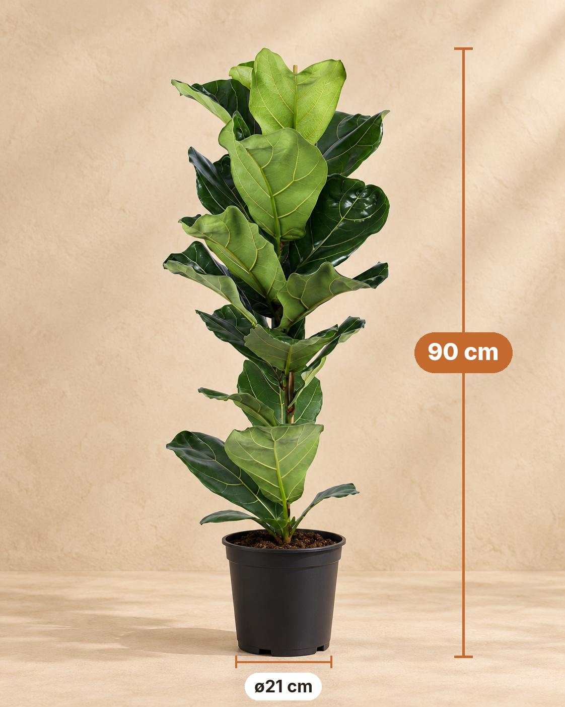 Vioolbladplant (Ficus lyrata), 90 cm hoog, pot ø21 cm