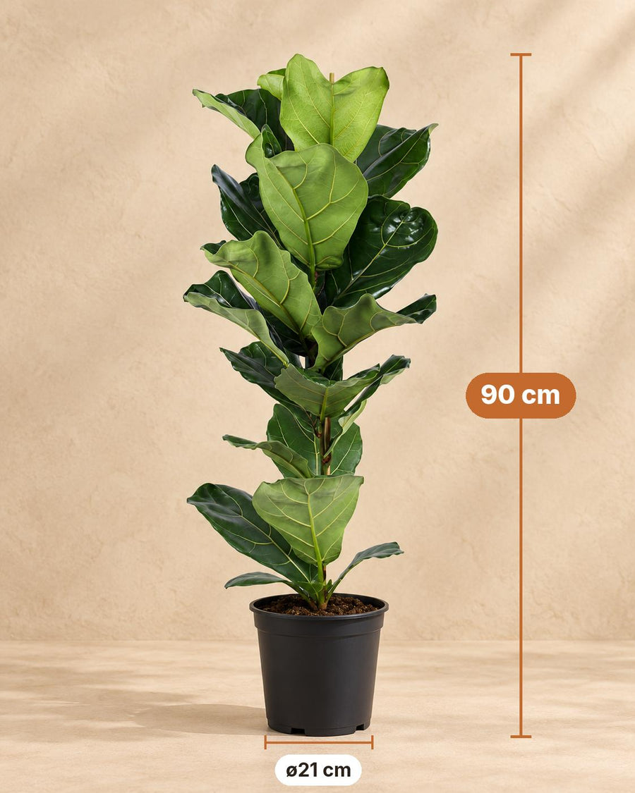 Vioolbladplant (Ficus lyrata) 90 cm hoog, pot ø21 cm