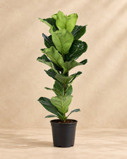 Vioolbladplant (Ficus lyrata)