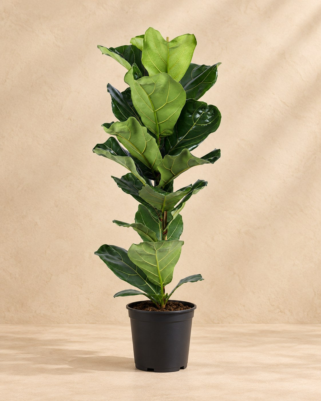 Vioolbladplant (Ficus lyrata)