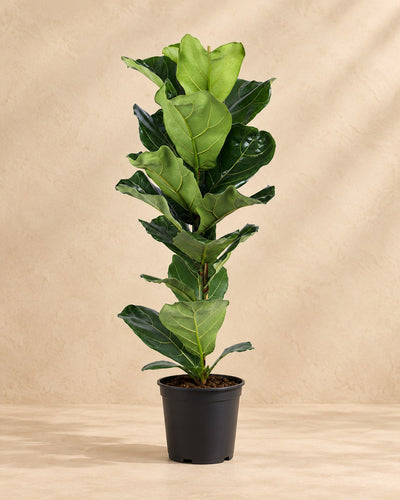 Vioolbladplant (Ficus lyrata)