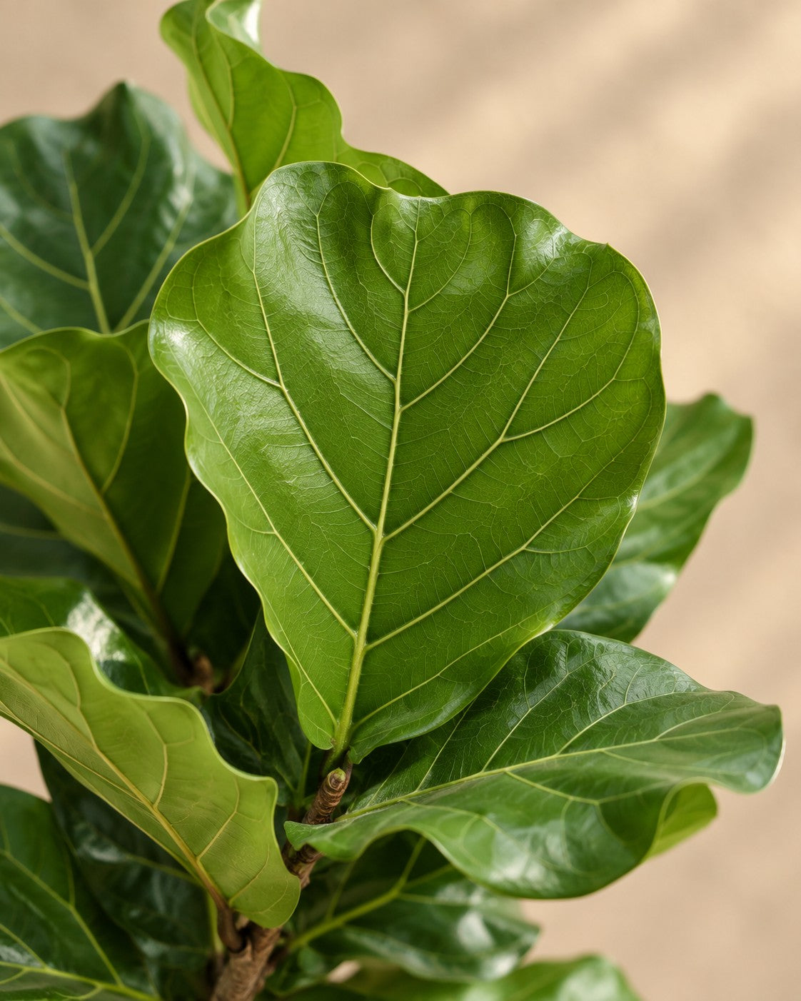 Primo piano delle foglie di Ficus lyrata