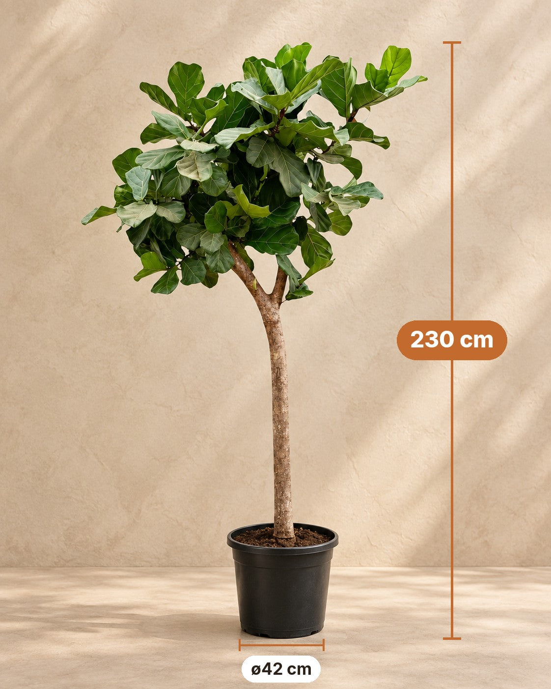 Afmetingen Ficus lyrata boom XXXL: 230 cm hoog, pot ø42 cm