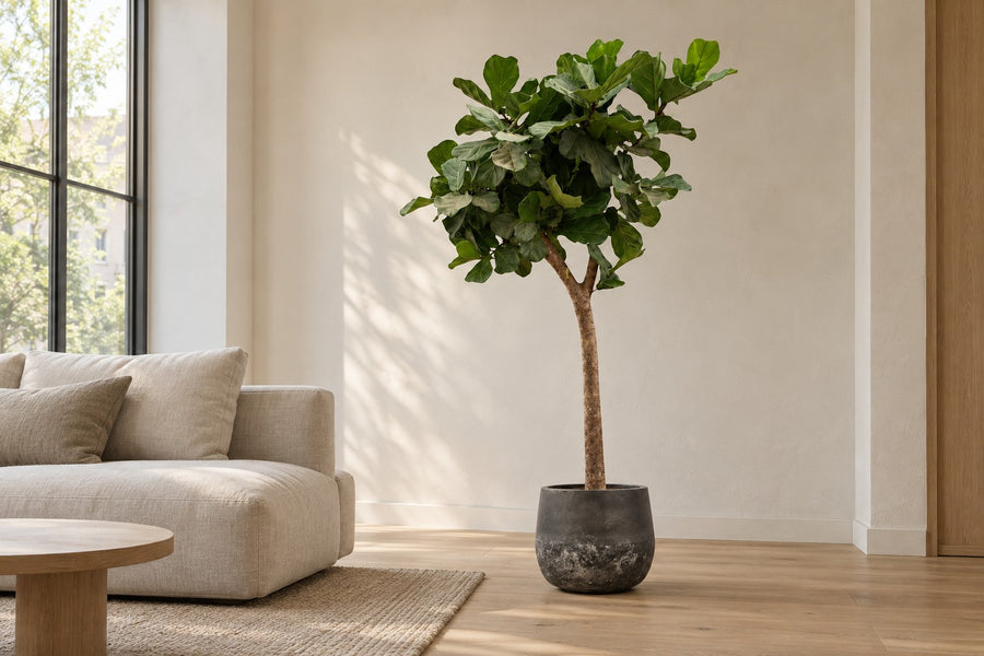 Ficus lyrata boom XXXL (vioolblad ficus) 230 cm hoog, pot ø42 cm