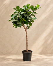 Ficus lyrata boom XXXL van 230 cm hoog in kweekpot van 42 cm