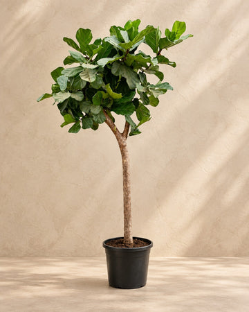 Ficus lyrata boom XXXL (vioolblad ficus) 230 cm hoog, pot ø42 cm