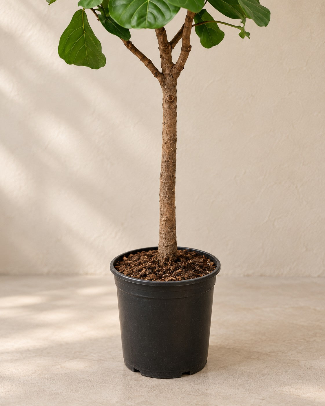 Parte bassa di Ficus lyrata con il vaso di coltivazione