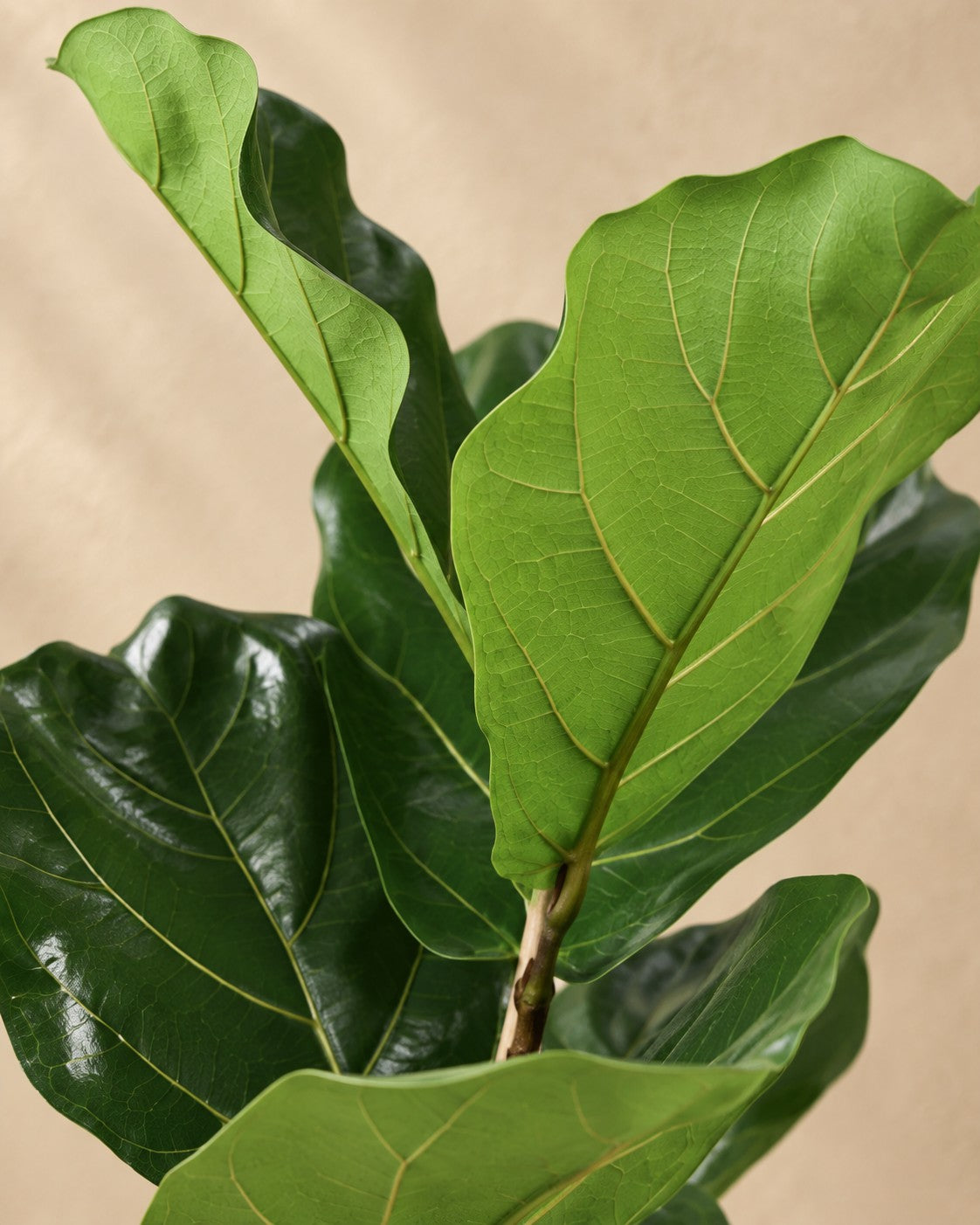 Primo piano delle foglie di Ficus lyrata cespuglio