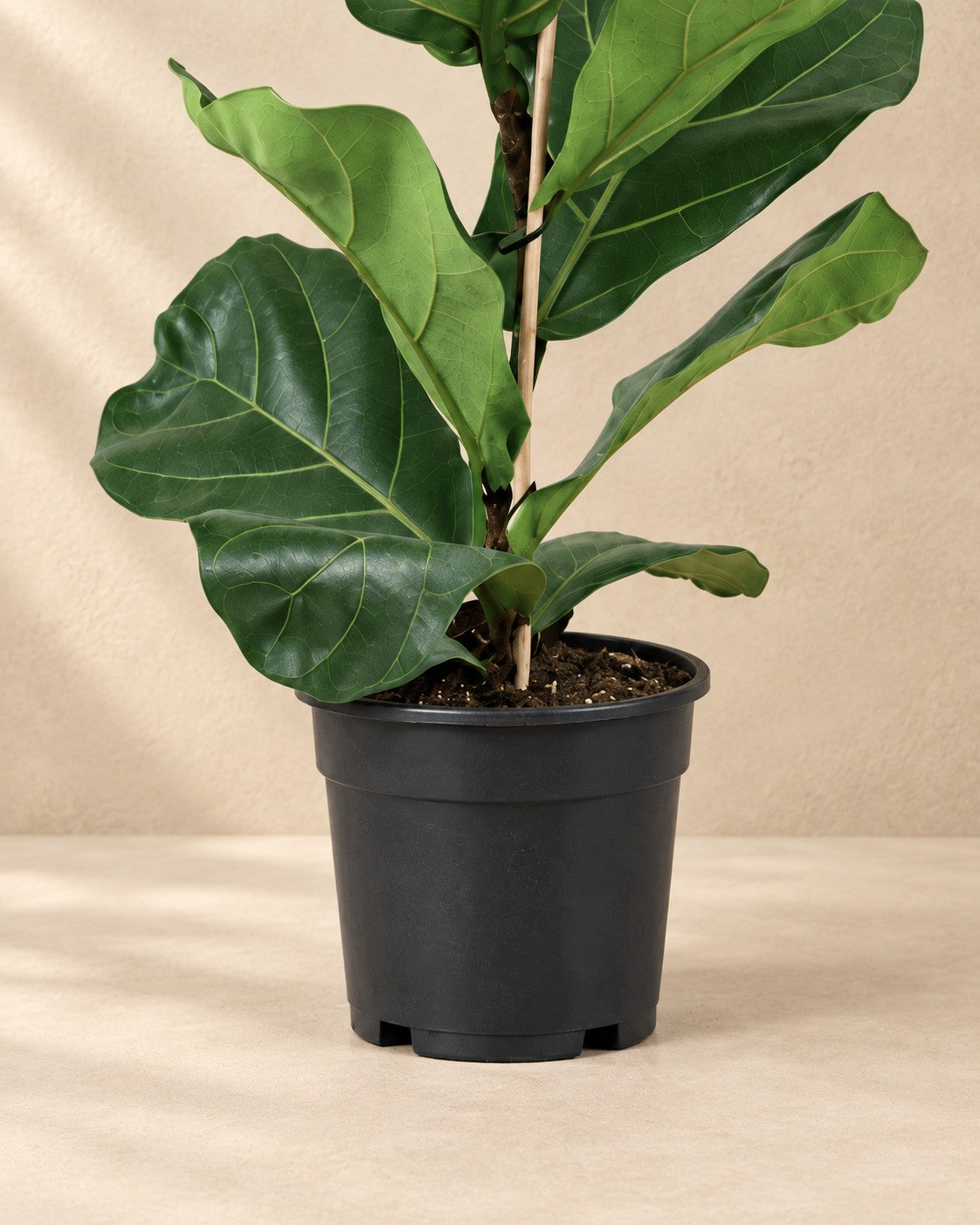 Parte bassa di Ficus lyrata cespuglio con il vaso di coltivazione