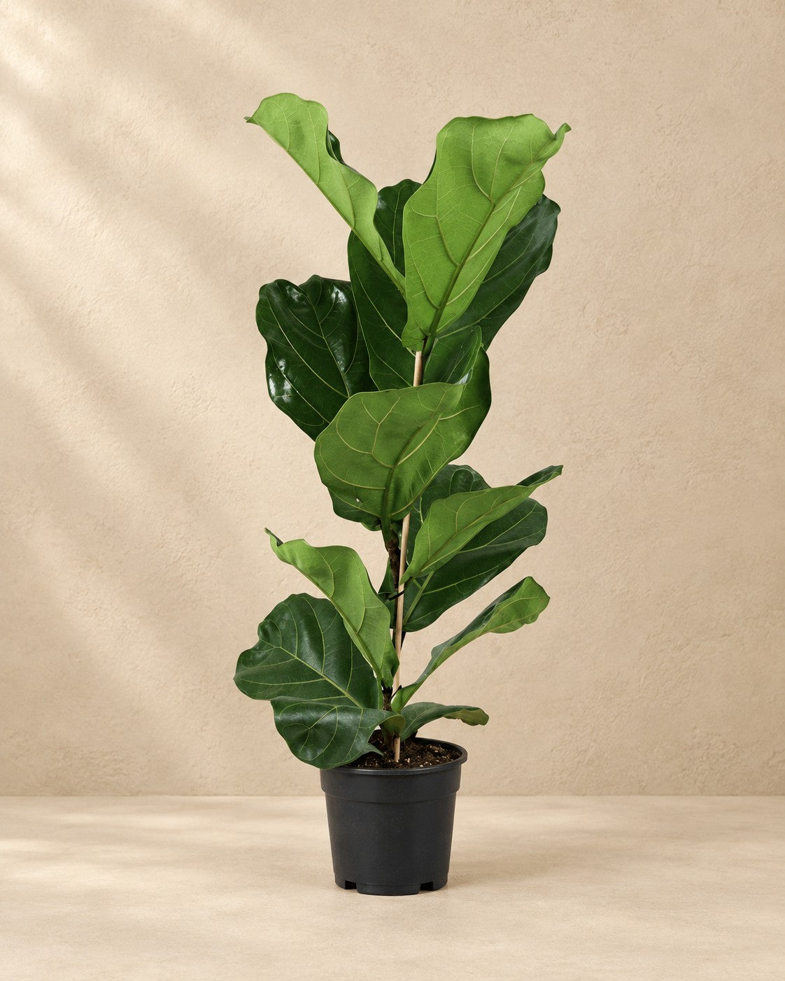 Ficus lyrata cespuglio, alta 80 cm in vaso di coltivazione da 17 cm