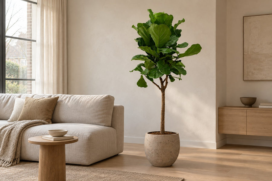 Ficus lyrata (ficus lira) 170 cm di altezza, vaso ø30 cm