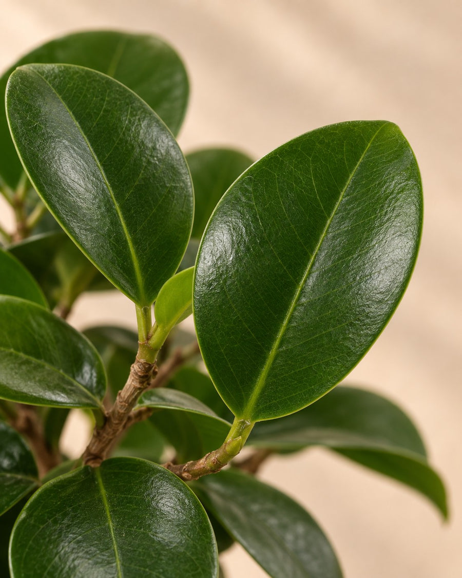 Ficus microcarpa 'Ginseng' 80 cm hoog, pot ø24 cm