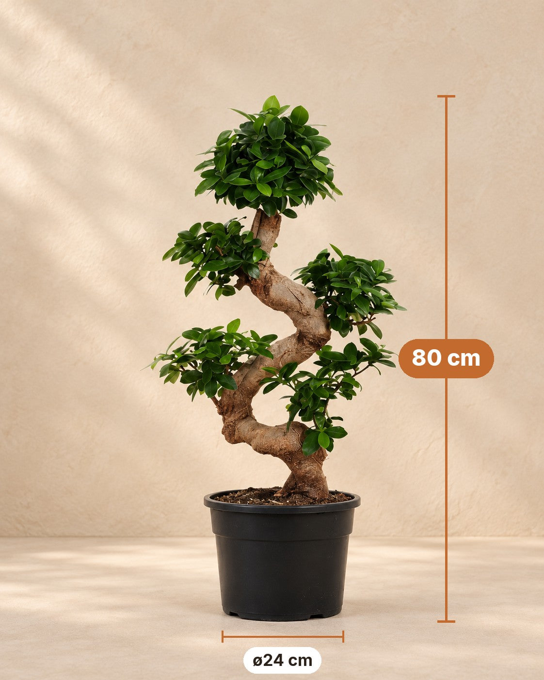 Afmetingen Ficus microcarpa 'Ginseng': 80 cm hoog, pot ø24 cm