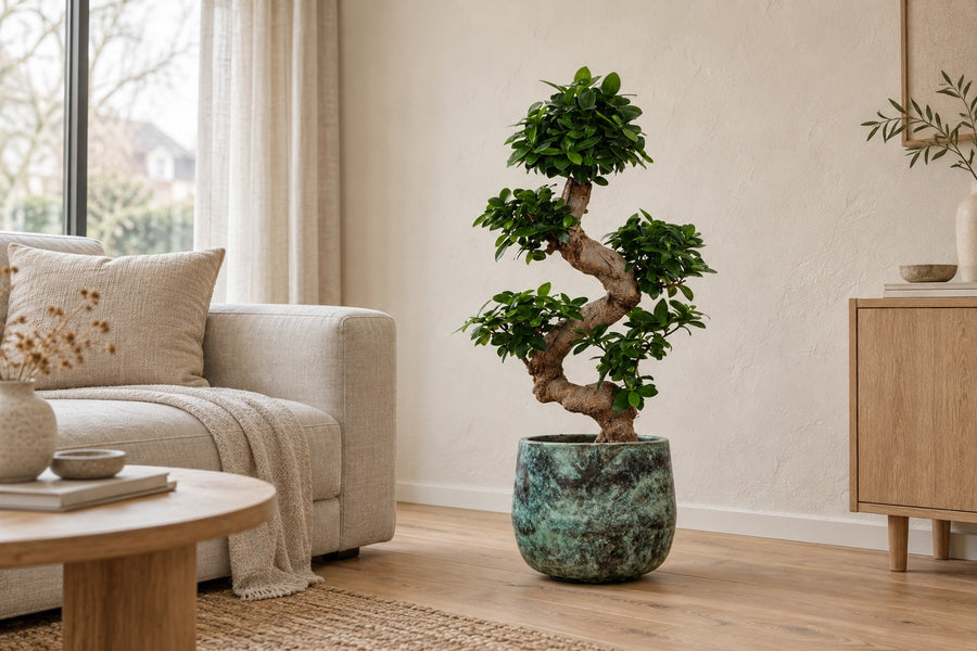 Ficus microcarpa 'Ginseng' 80 cm hoog, pot ø24 cm