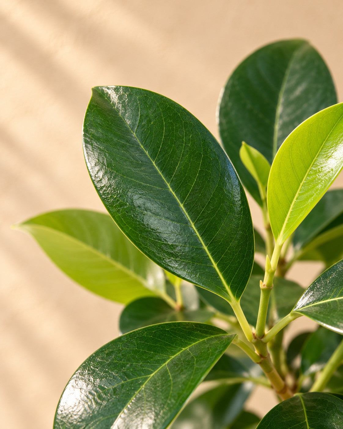 Close-up van het blad van de Ficus microcarpa 'Nitida' op stam