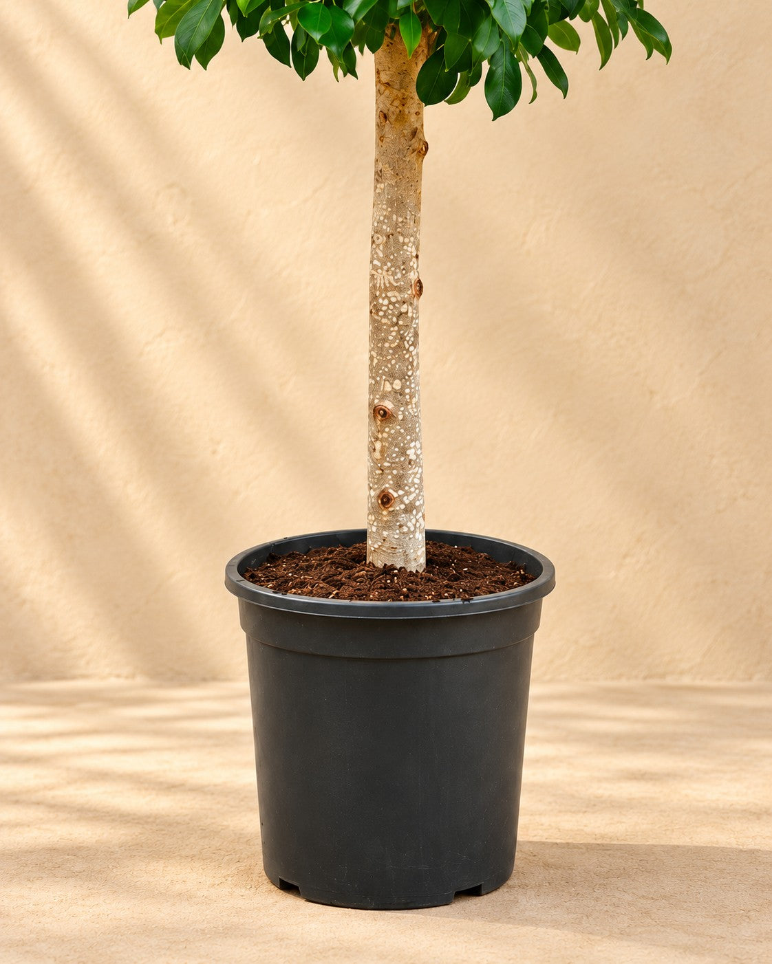 Onderste deel van de Ficus microcarpa 'Nitida' op stam met de kweekpot