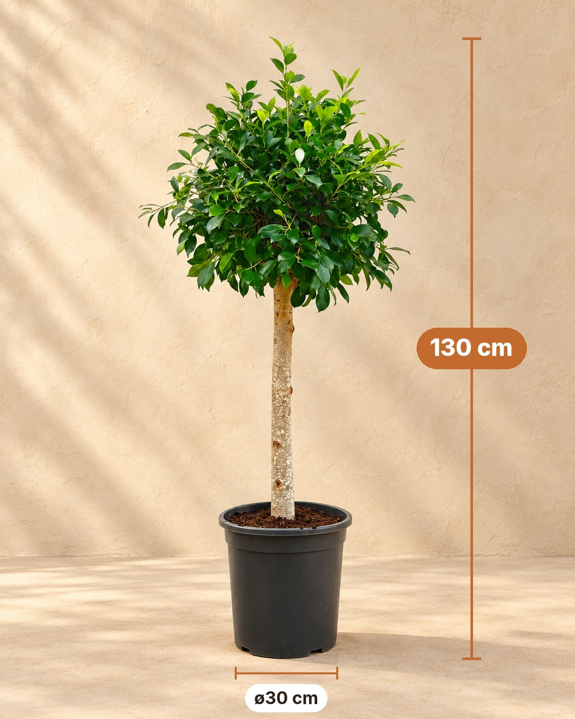 Afmetingen Ficus microcarpa 'Nitida' op stam: 130 cm hoog, pot ø30 cm