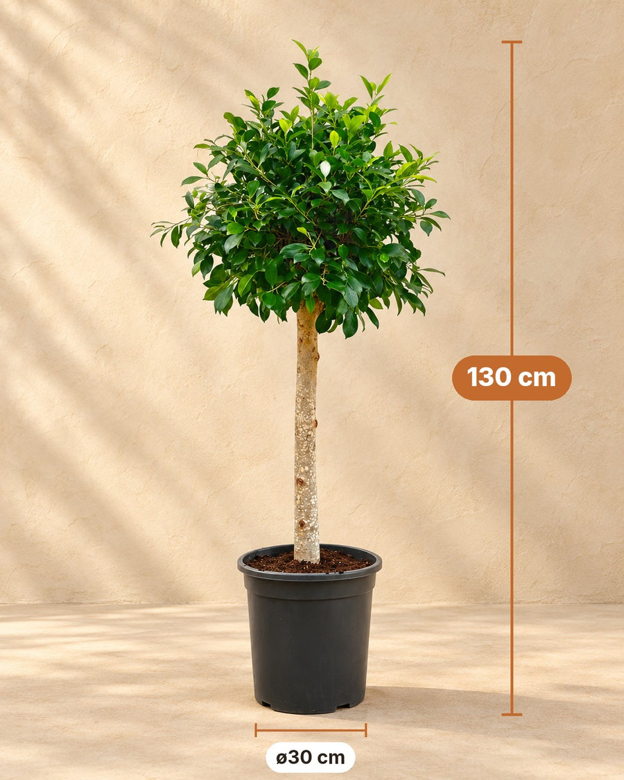 Ficus microcarpa 'Nitida' op stam 130 cm hoog, pot ø30 cm