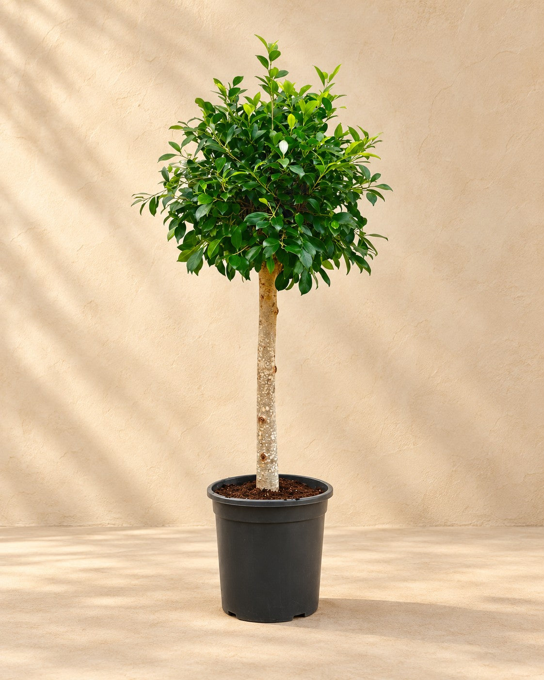 Ficus microcarpa 'Nitida' op stam van 130 cm hoog in kweekpot van 30 cm