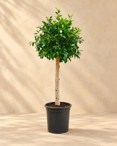 Ficus microcarpa 'Nitida' op stam van 130 cm hoog in kweekpot van 30 cm