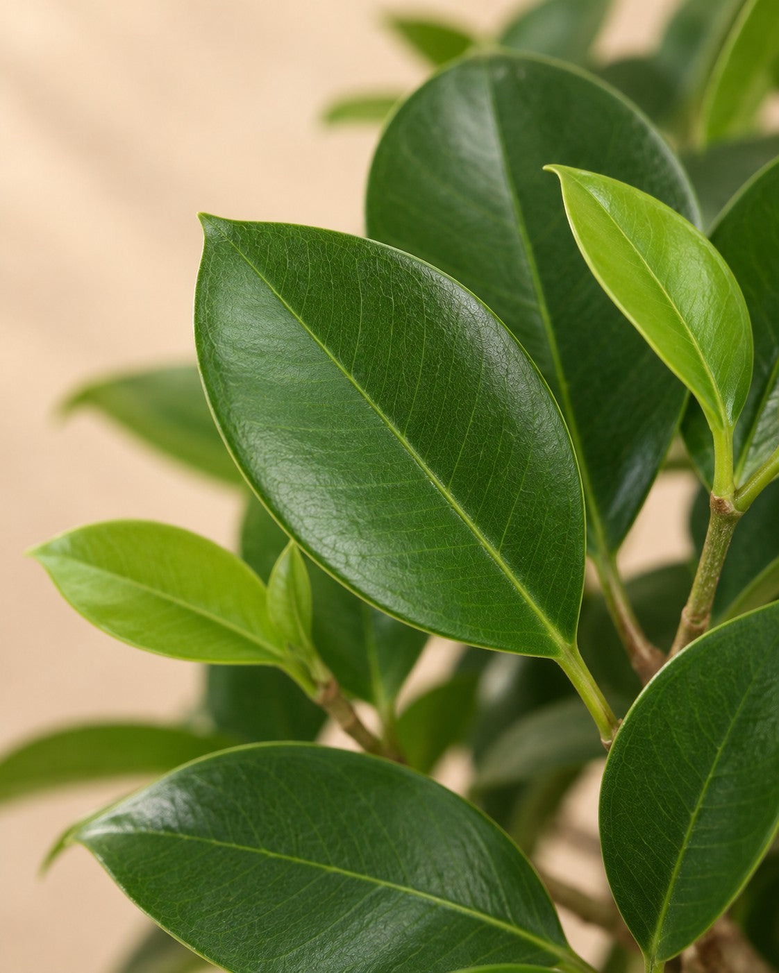 Close-up van het blad van de Ficus Moclame (Ficus microcarpa 'Moclame')