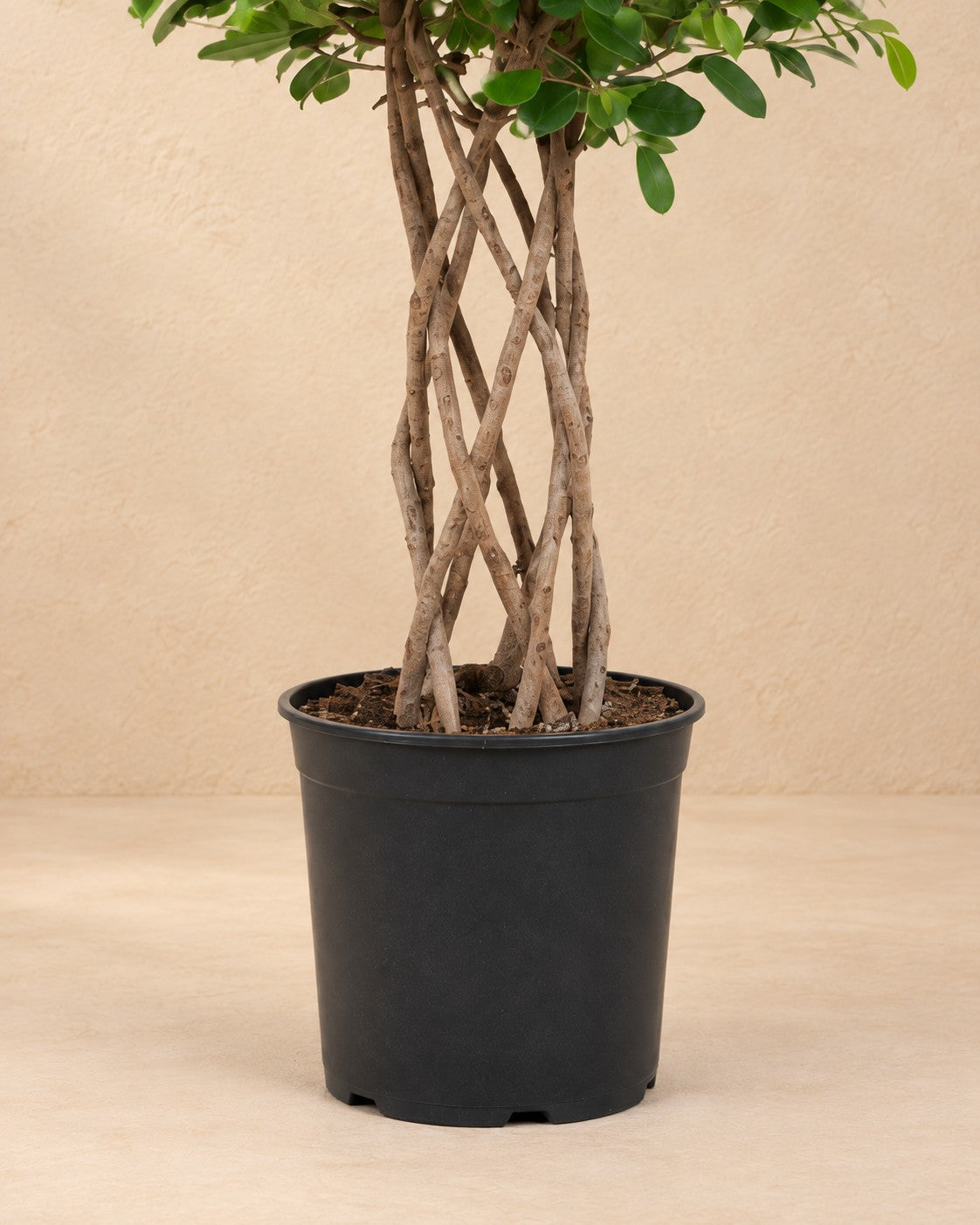Onderste deel van de Ficus Moclame (Ficus microcarpa 'Moclame') met de kweekpot