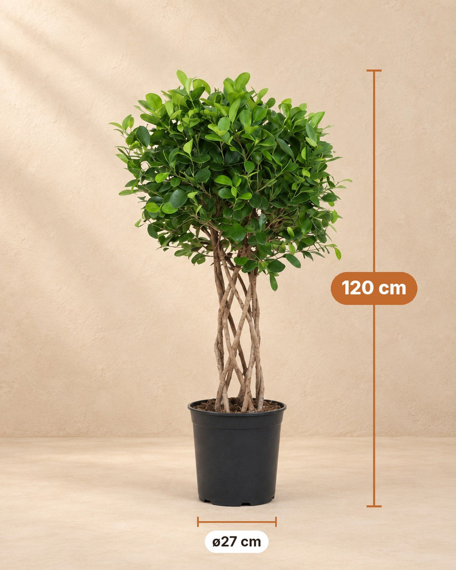 Ficus Moclame (ficus) gevlochten cilinder 120 cm hoog