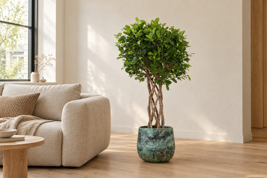 Ficus Moclame (ficus) gevlochten cilinder 120 cm hoog